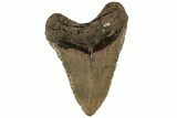 Huge, Fossil Megalodon Tooth - North Carolina #199710-1
